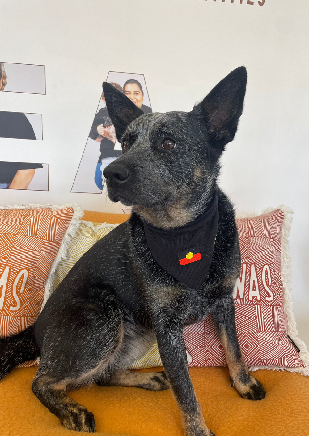 Aboriginal Flag Dog Pet Scarf