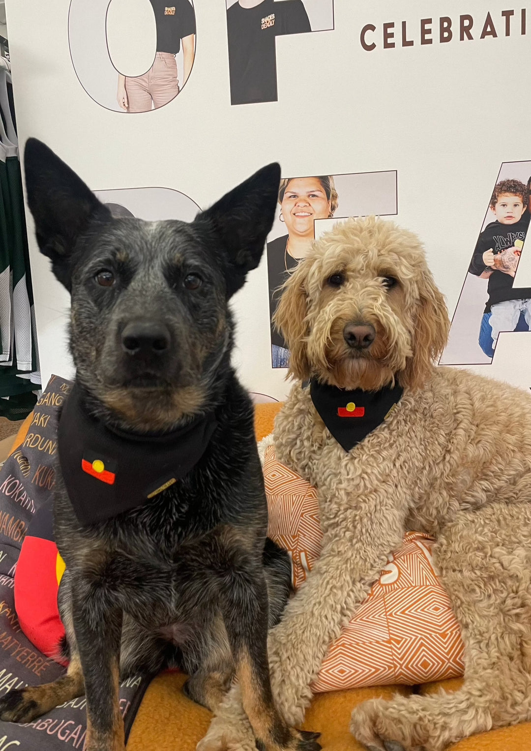 Clothing The Gaps. Aboriginal flag pet dog scarf. Black bandana shaped scarf with aboriginal flag embroidered in centre. 